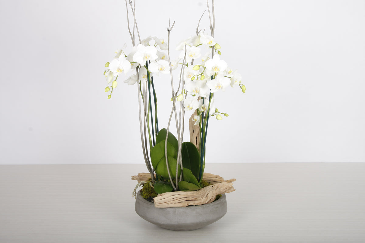 Jardin d'Orchidées Phalaenopsis