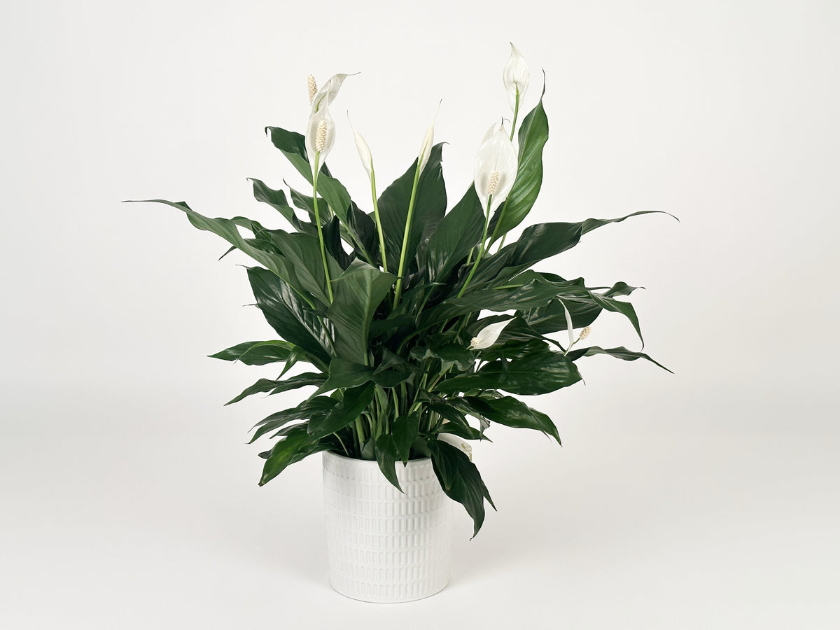 Spathiphyllum - Lys de Paix Petit