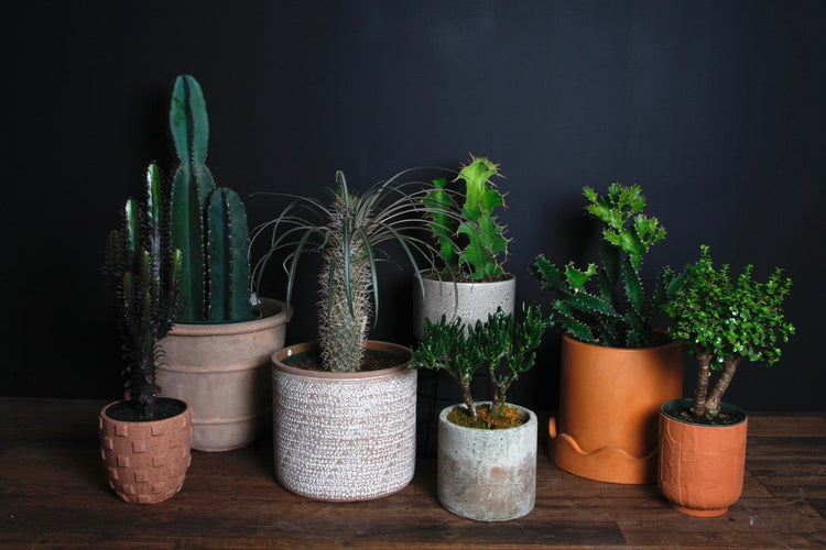 Plantes