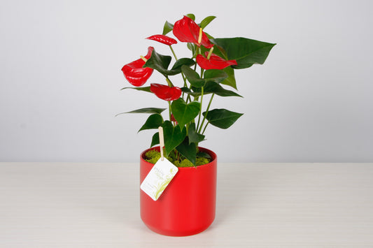 Anthurium
