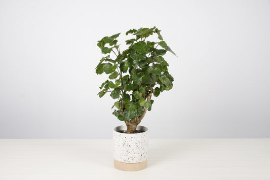 Aralia Fabian