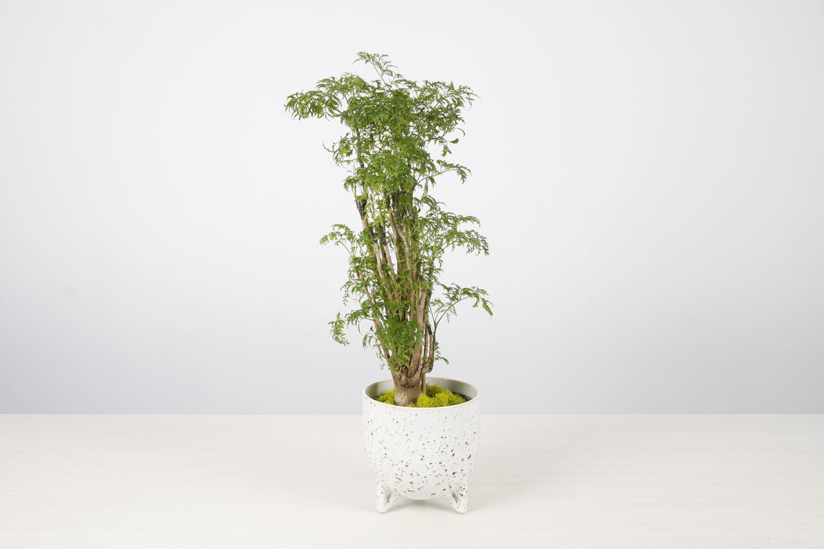 Aralia Ming