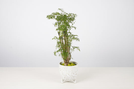 Aralia Ming