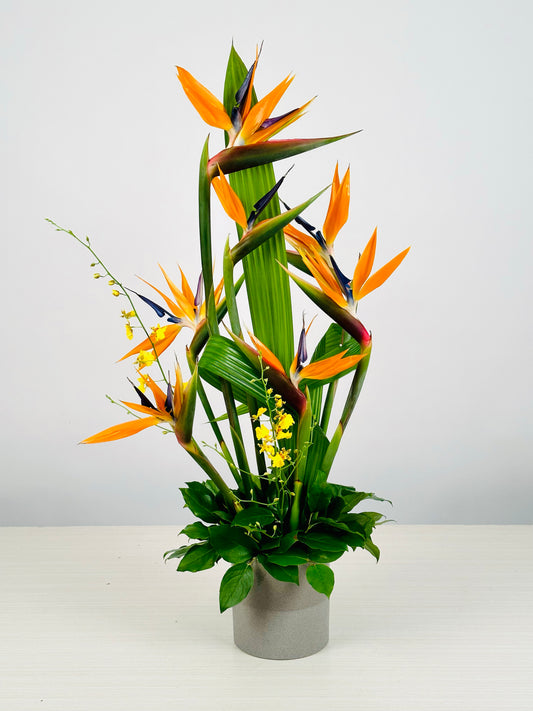 Arrangement d'Oiseaux du Paradis