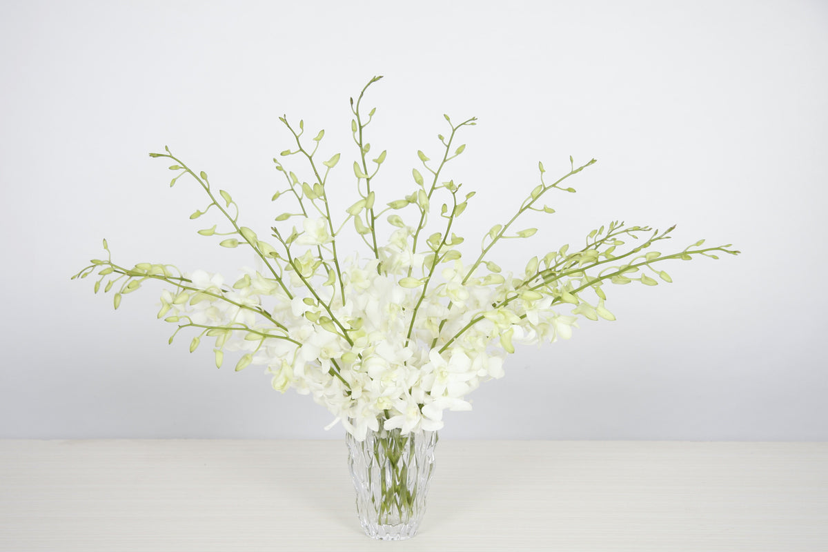 Arrangement d'Orchidées Dendrobium