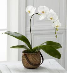 C29-4882 L'Orchidée blanche Phalaenopsis™ de FTD