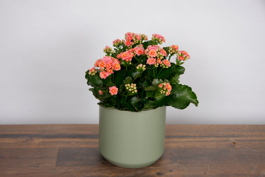 Calandiva Rose