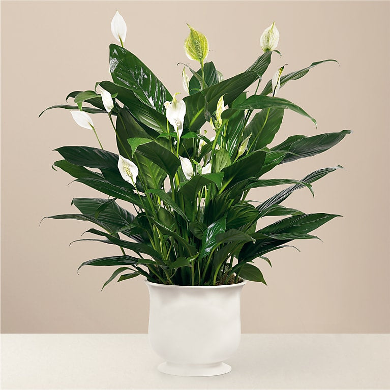 CPP La Jardinière Réconfortante™ de FTD®