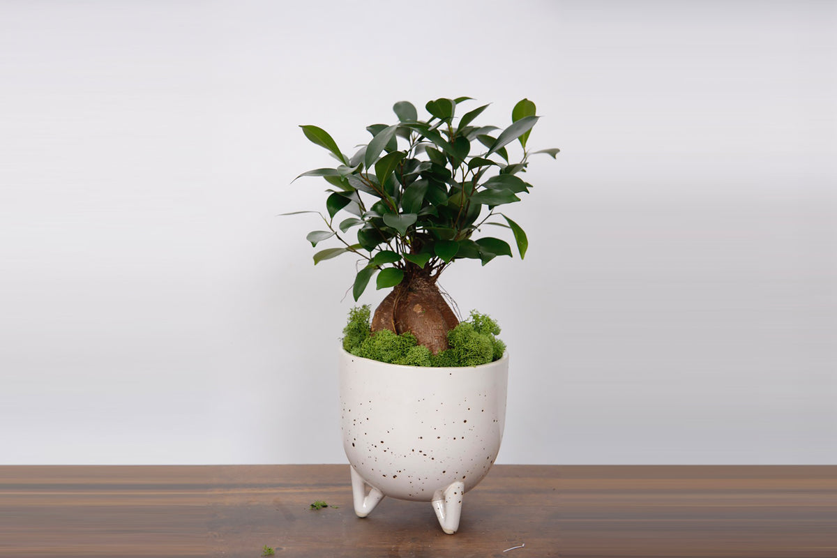 Ficus Ginseng Arbre Bonsaï