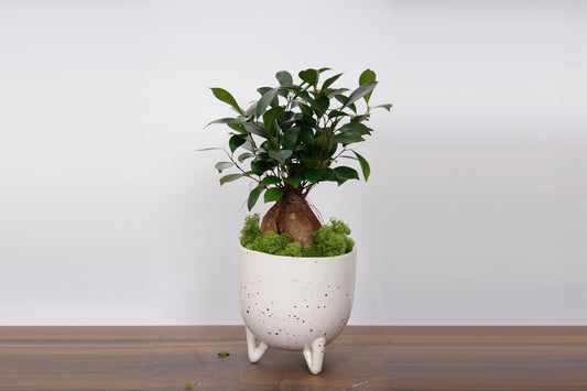 Ficus Ginseng Arbre Bonsaï