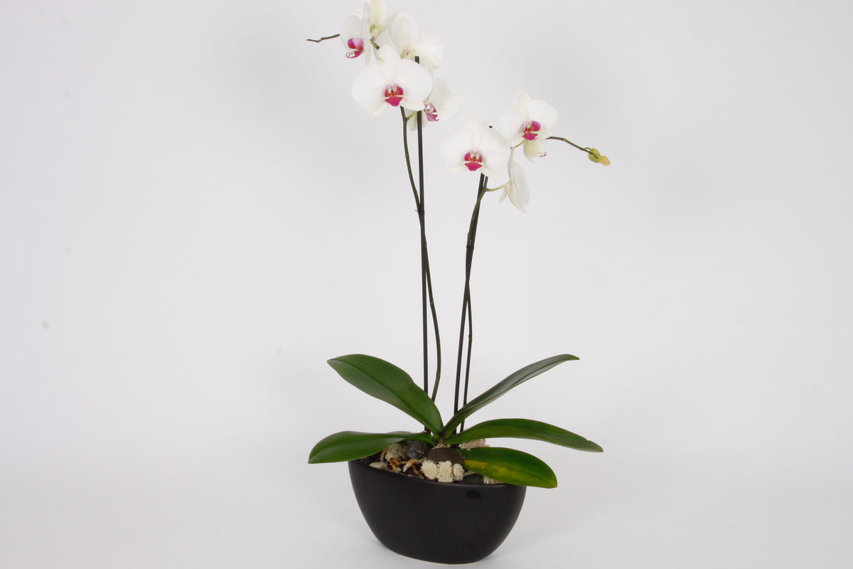 Orchidée Phalaenopsis 2 tiges blanches