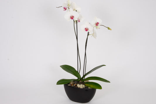 Orchidée Phalaenopsis 2 tiges blanches
