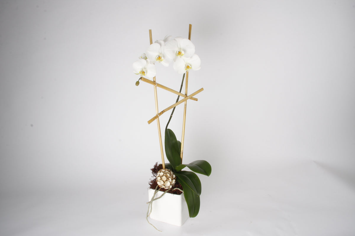 Orchidée Phalaenopsis Blanche