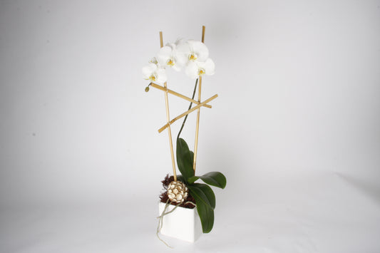 Orchidée Phalaenopsis Blanche