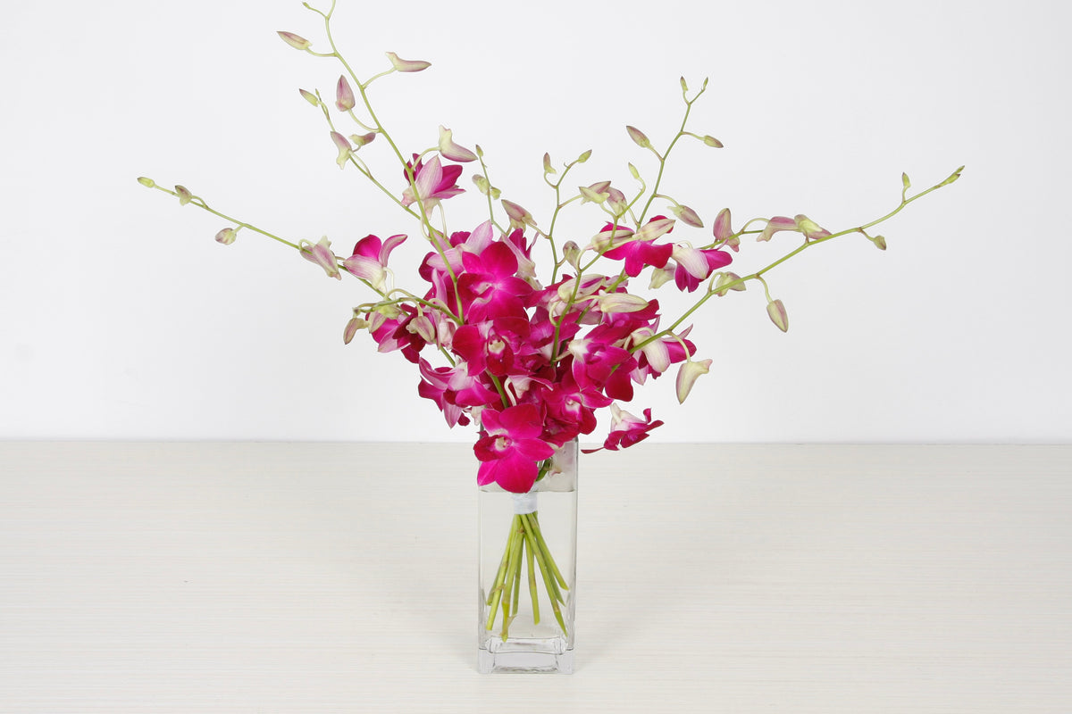 Orchidées Dendrobium Fuchsia