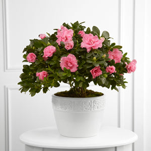 S22-4487 Planteur Sympathies Vibrantes FTD