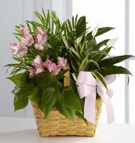 S25-4493 Living Spirit Dishgarden FTD