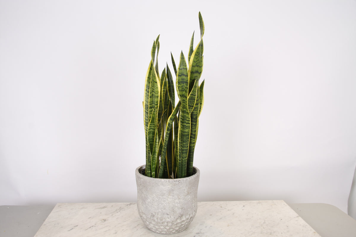 Sansevieria Trifasciata