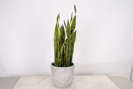 Sansevieria Trifasciata