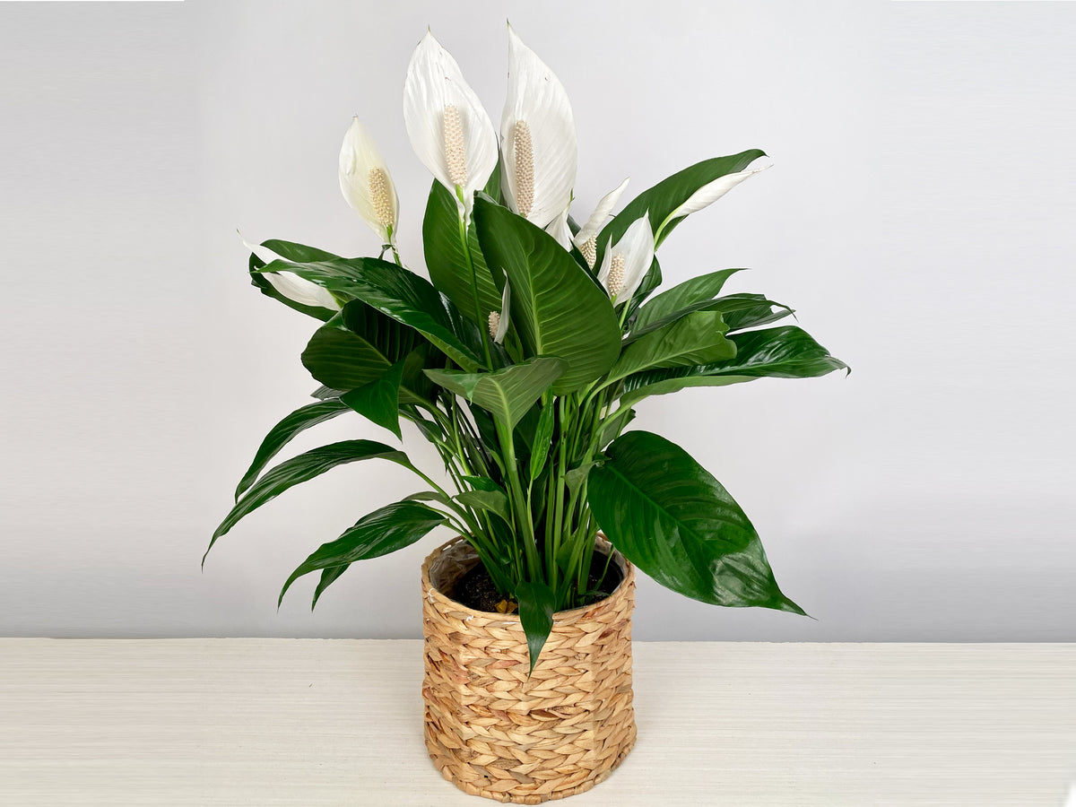 Spathiphyllum - Lys de Paix Grand