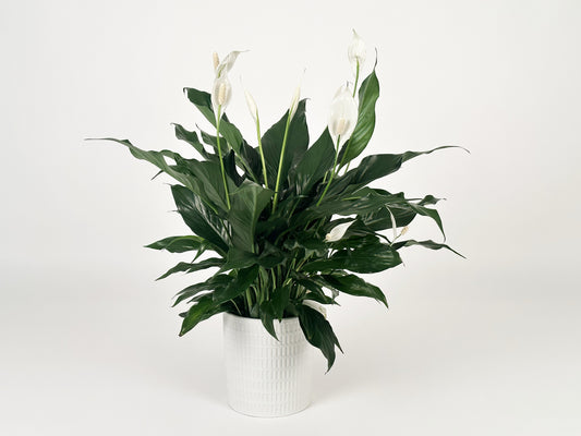 Spathiphyllum - Lys de Paix Petit