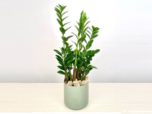 Zamioculcas